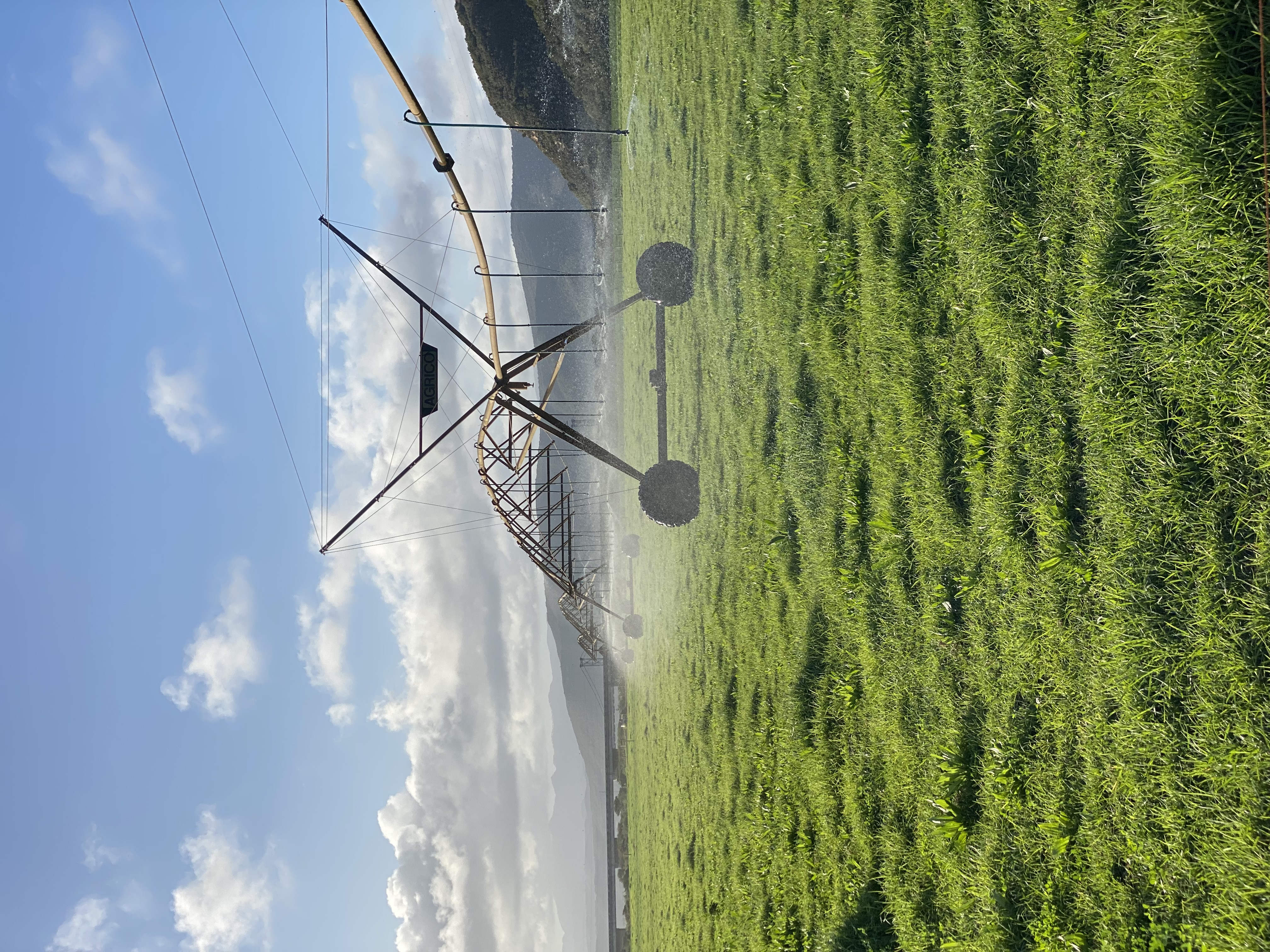 Bigfish Dairy Pivot Small